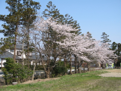 桜